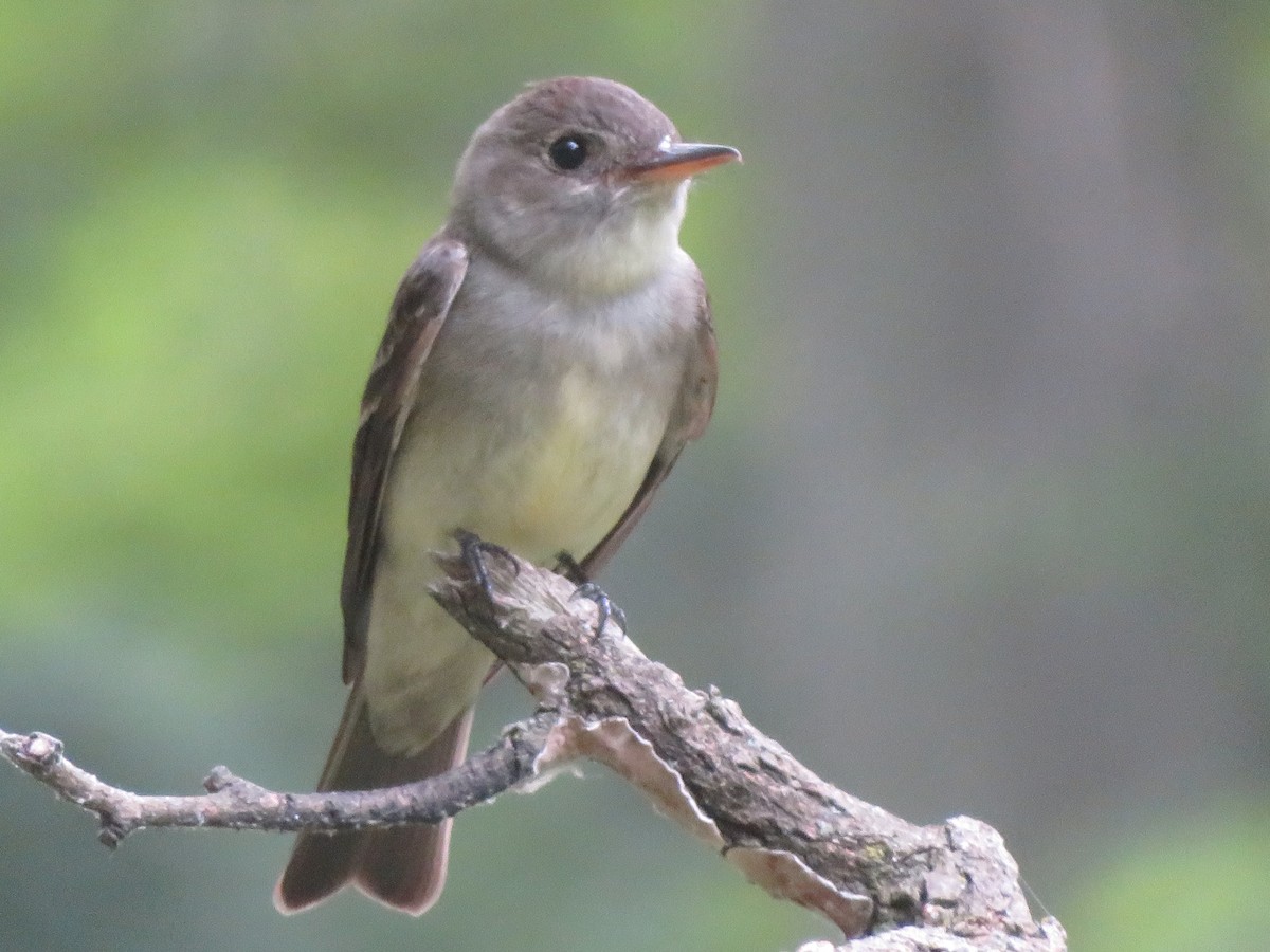 Eastern Wood-Pewee - ML620879380