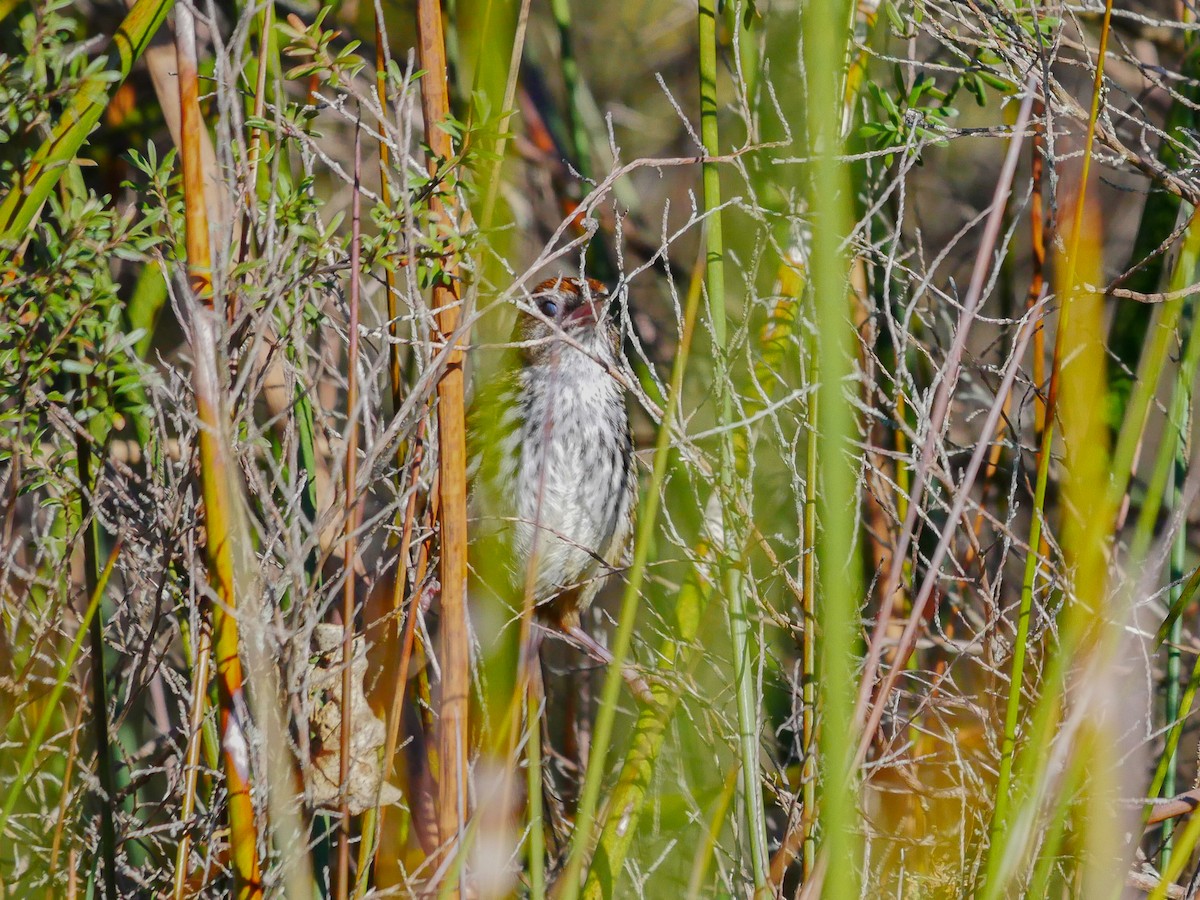 New Zealand Fernbird - ML620879383