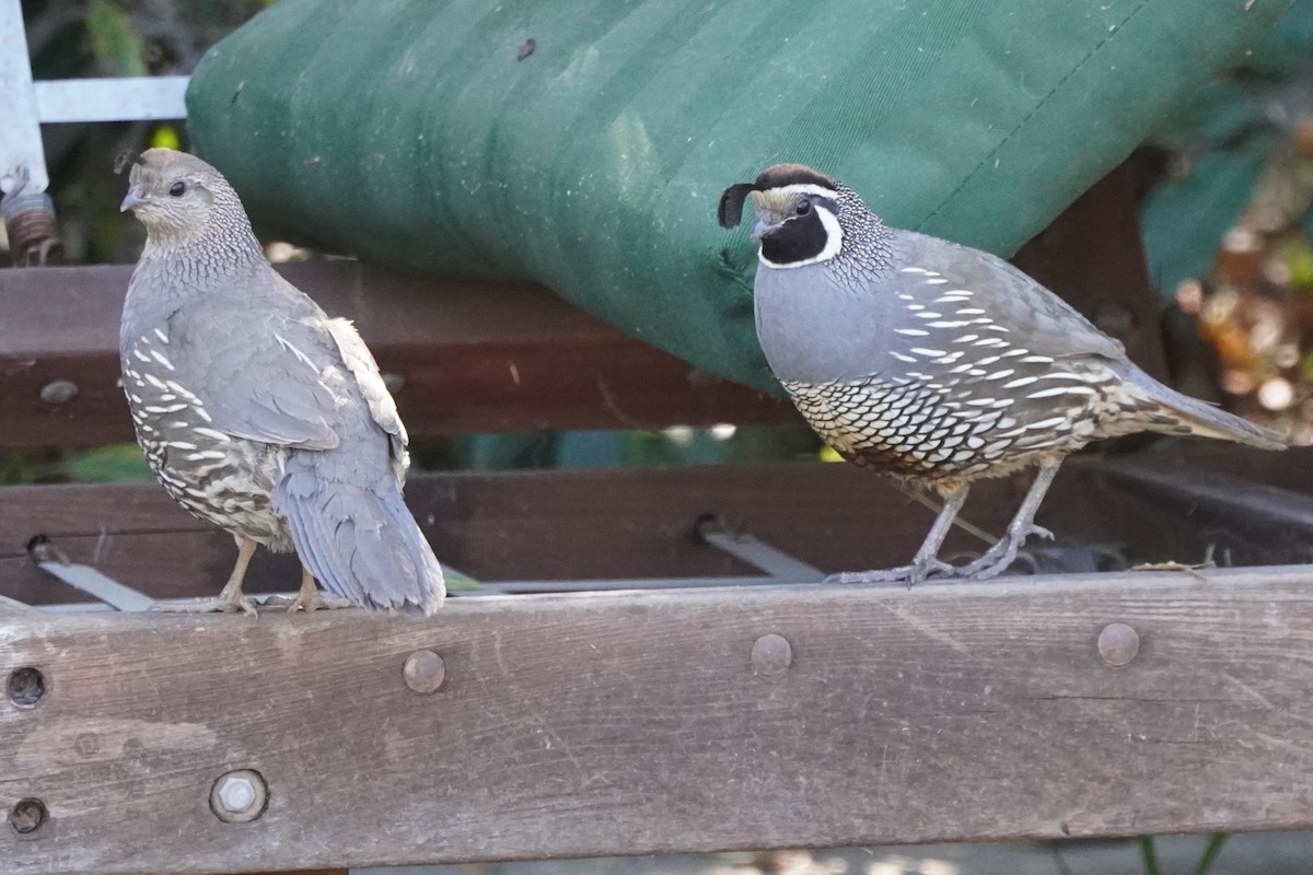 California Quail - ML620879384