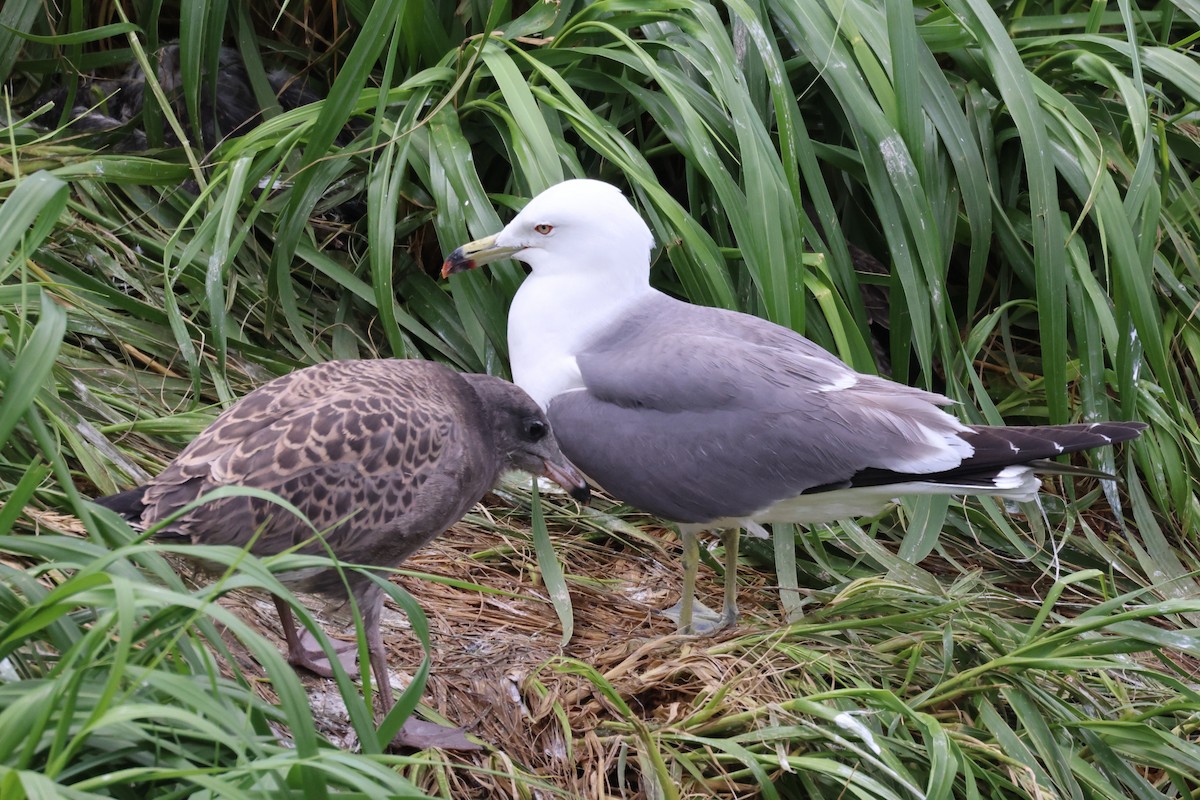 Black-tailed Gull - ML620879386