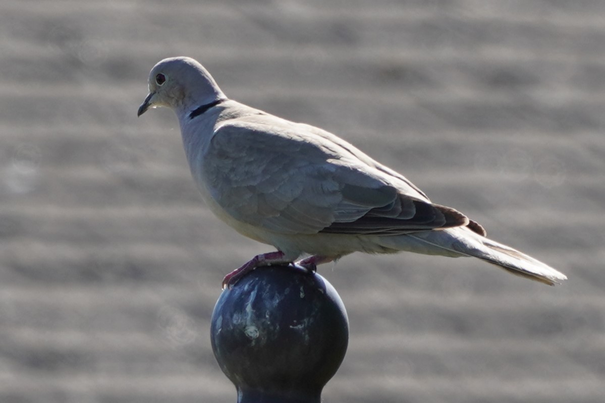 Eurasian Collared-Dove - ML620879387