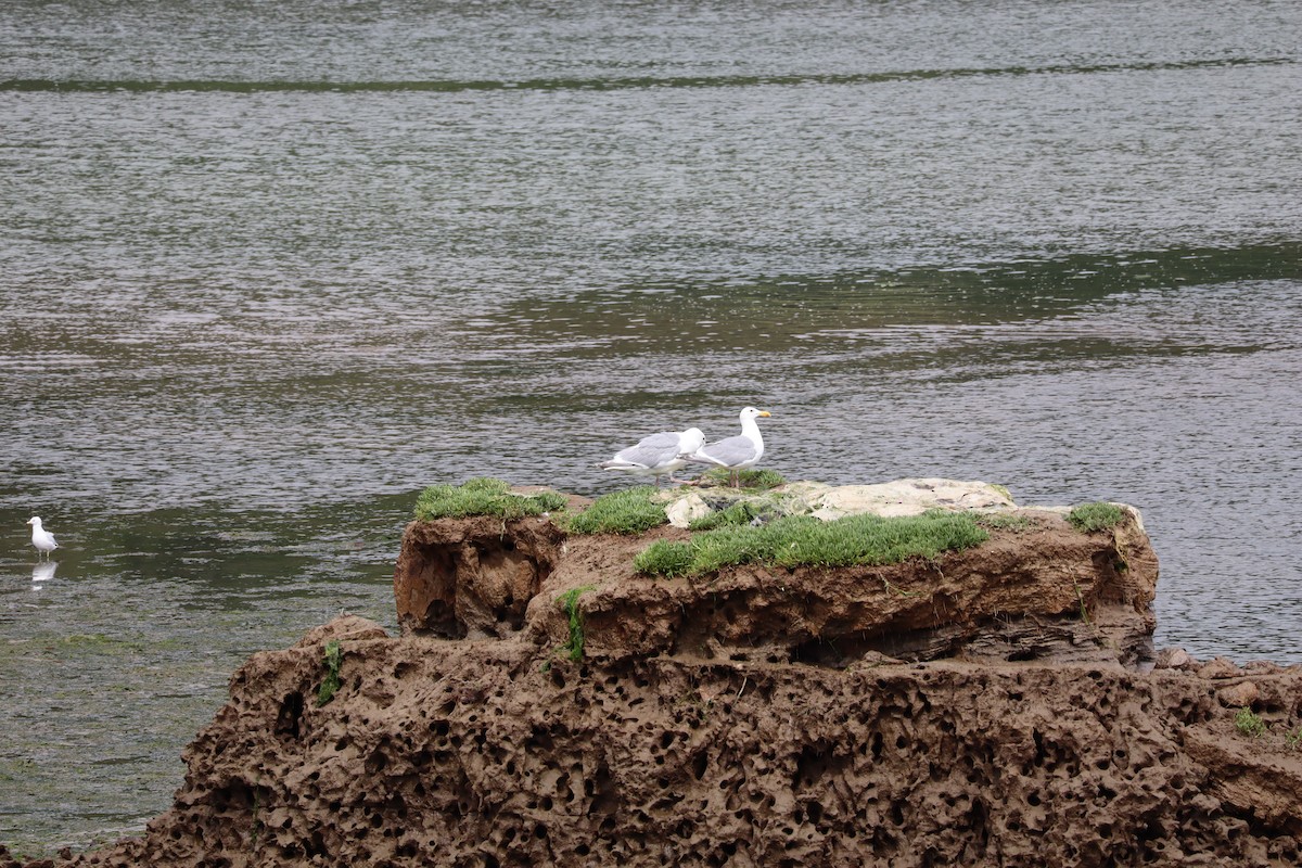 Glaucous-winged Gull - ML620879388