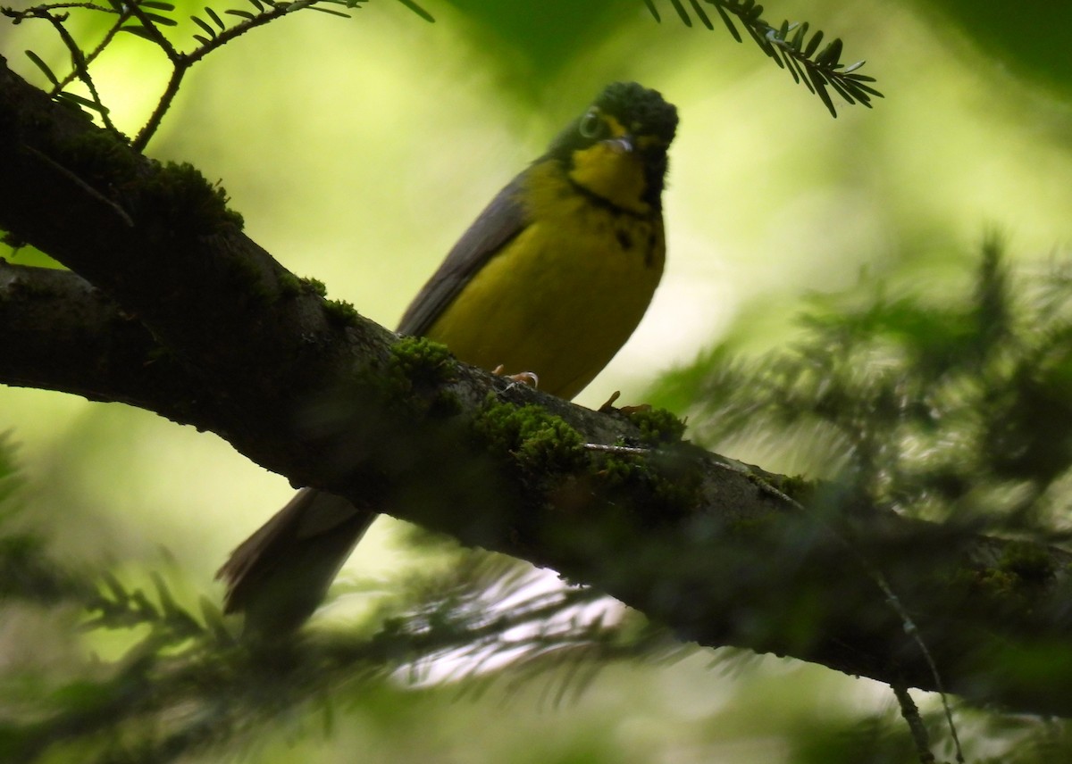 Canada Warbler - ML620879390