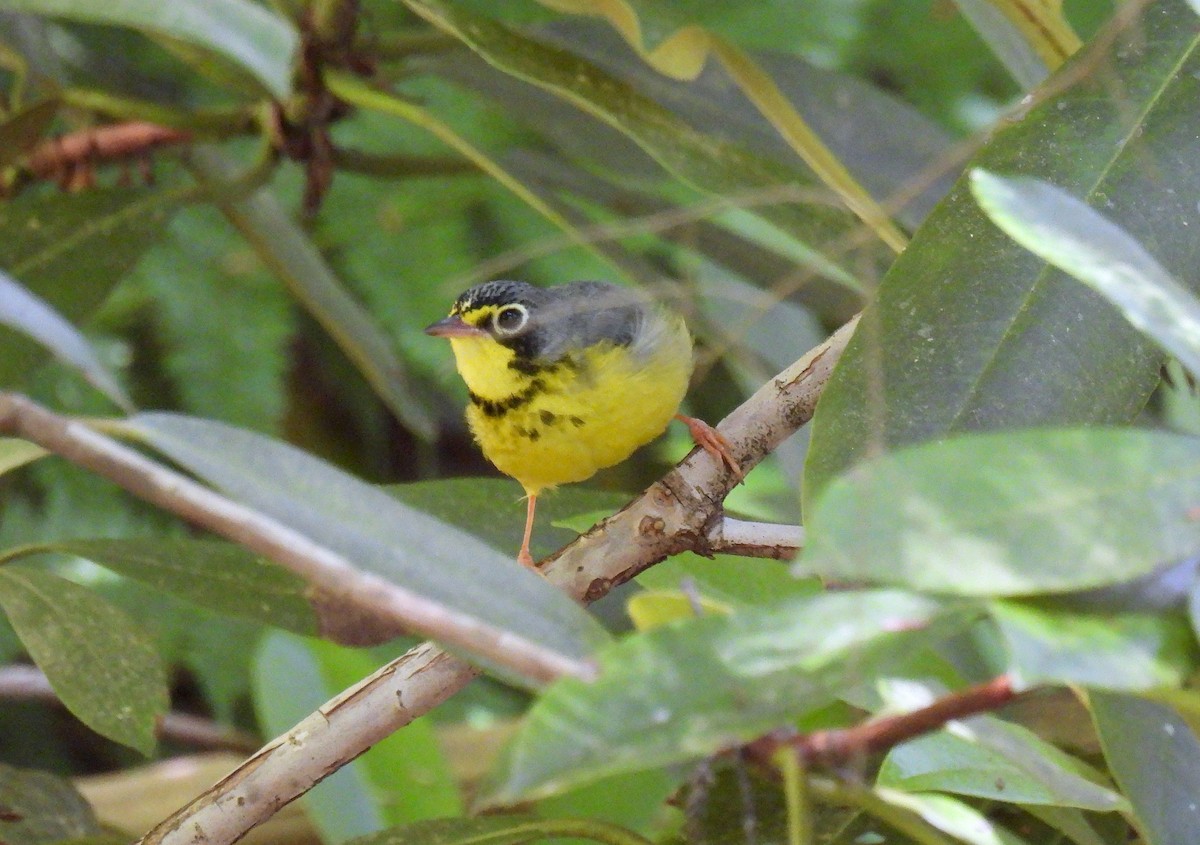 Canada Warbler - ML620879396