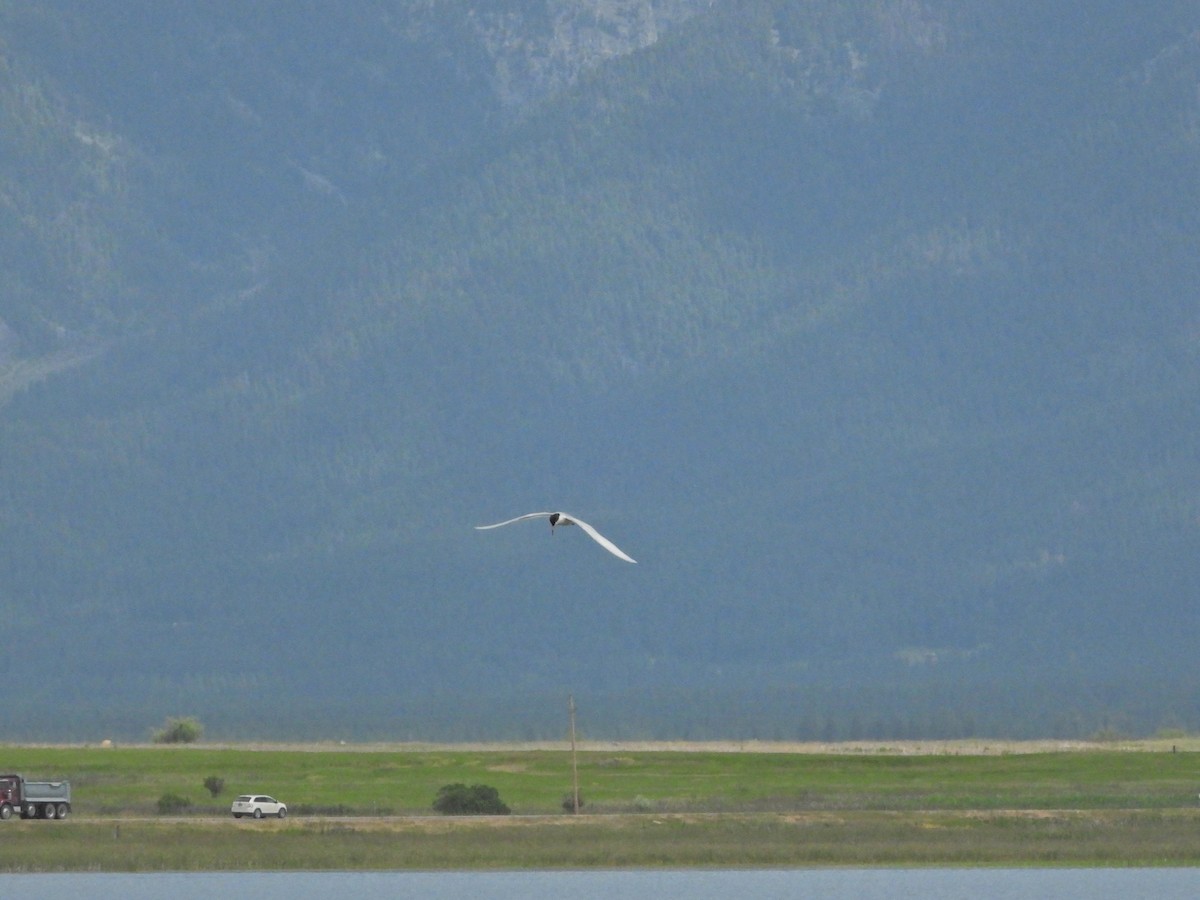 Forster's Tern - ML620879397