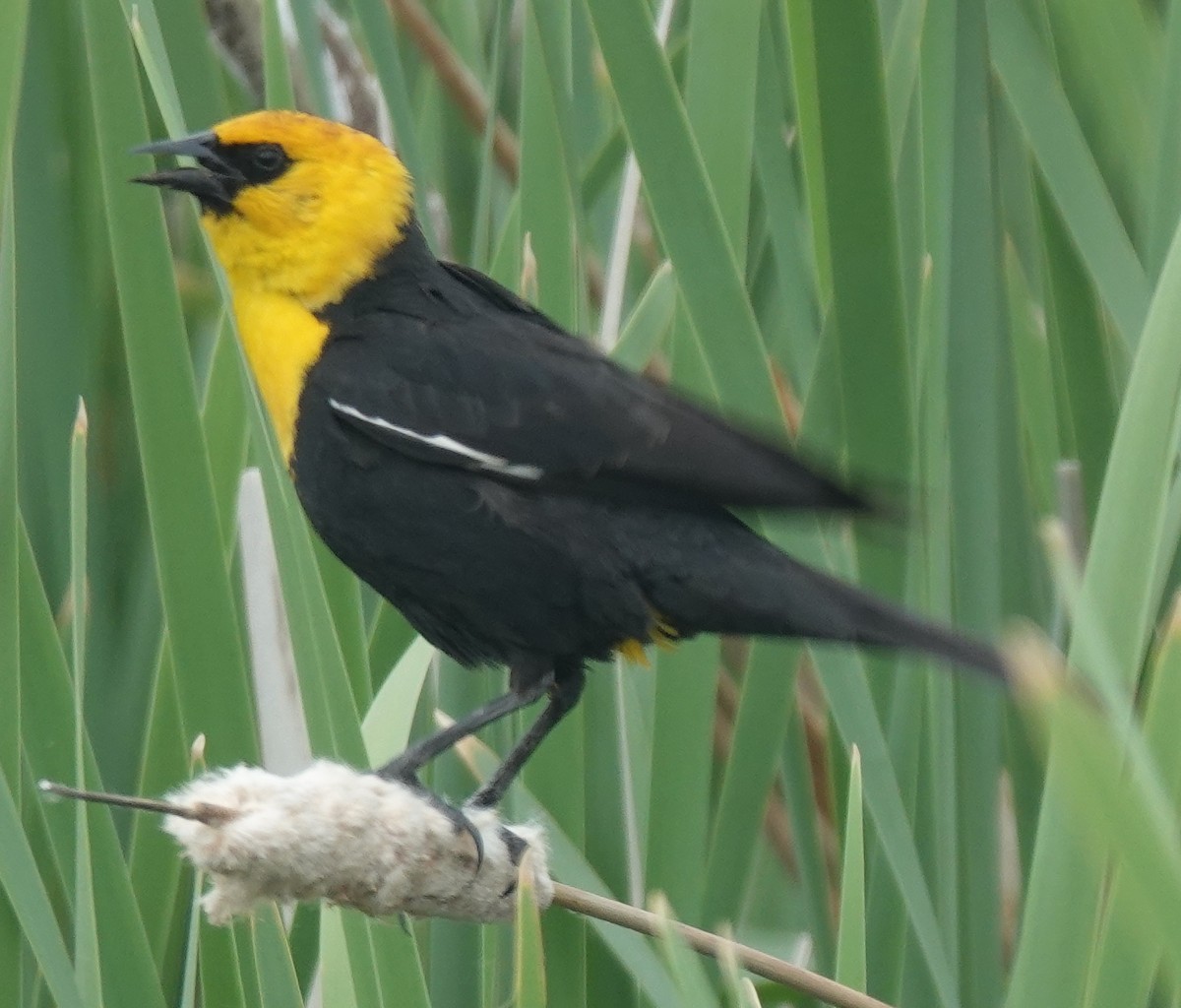 Yellow-headed Blackbird - ML620879402