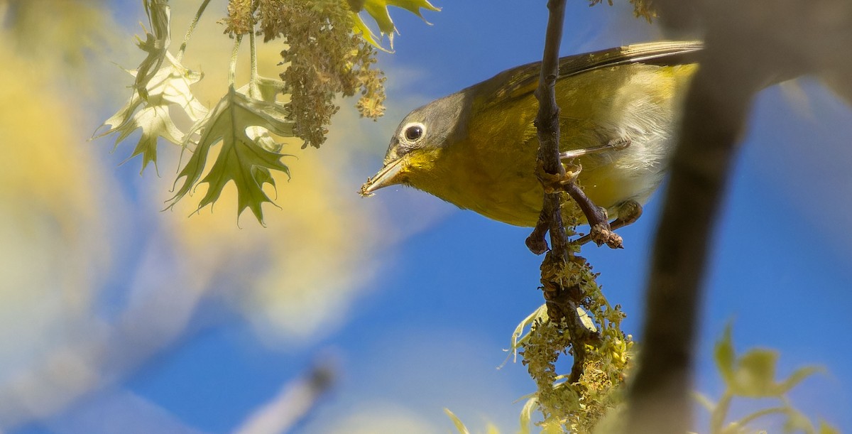 Nashville Warbler - ML620879403