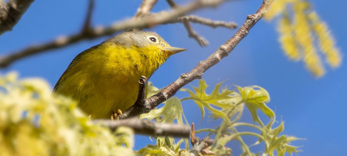 Nashville Warbler - ML620879404