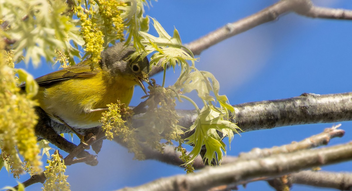 Nashville Warbler - ML620879407