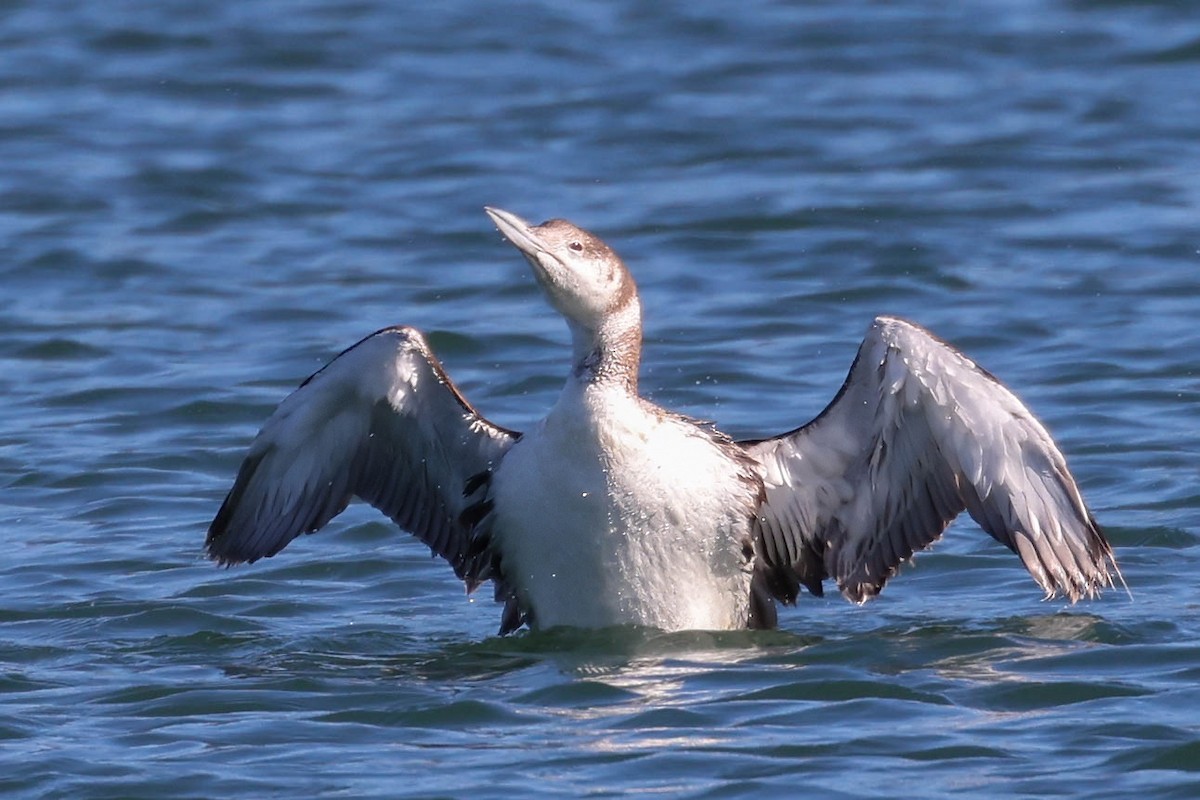 Common Loon - ML620879410