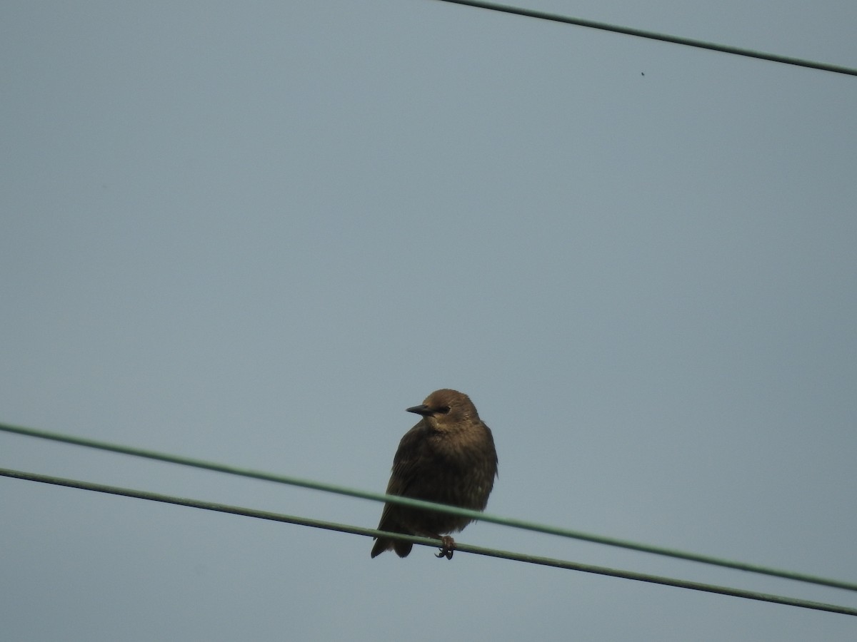 European Starling - ML620879411