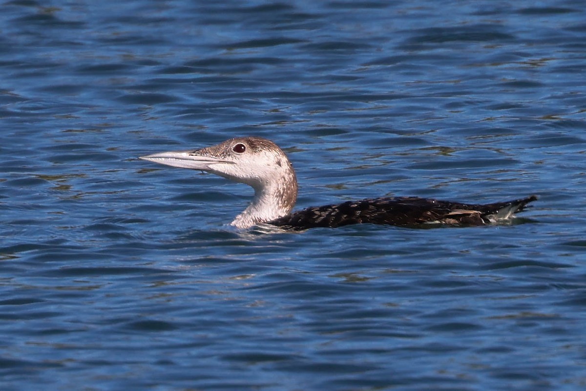 Common Loon - ML620879412