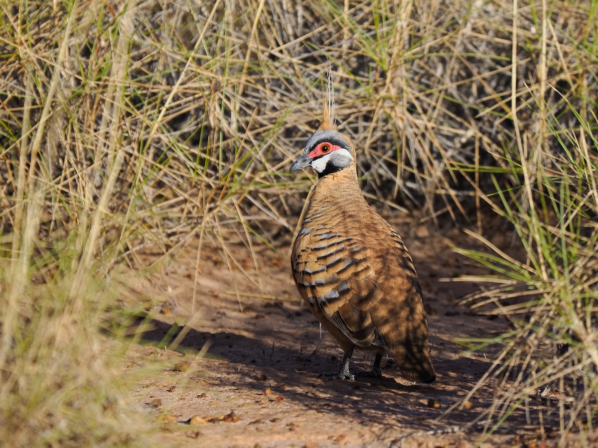Spinifex Pigeon (Rufous-bellied) - ML620879417