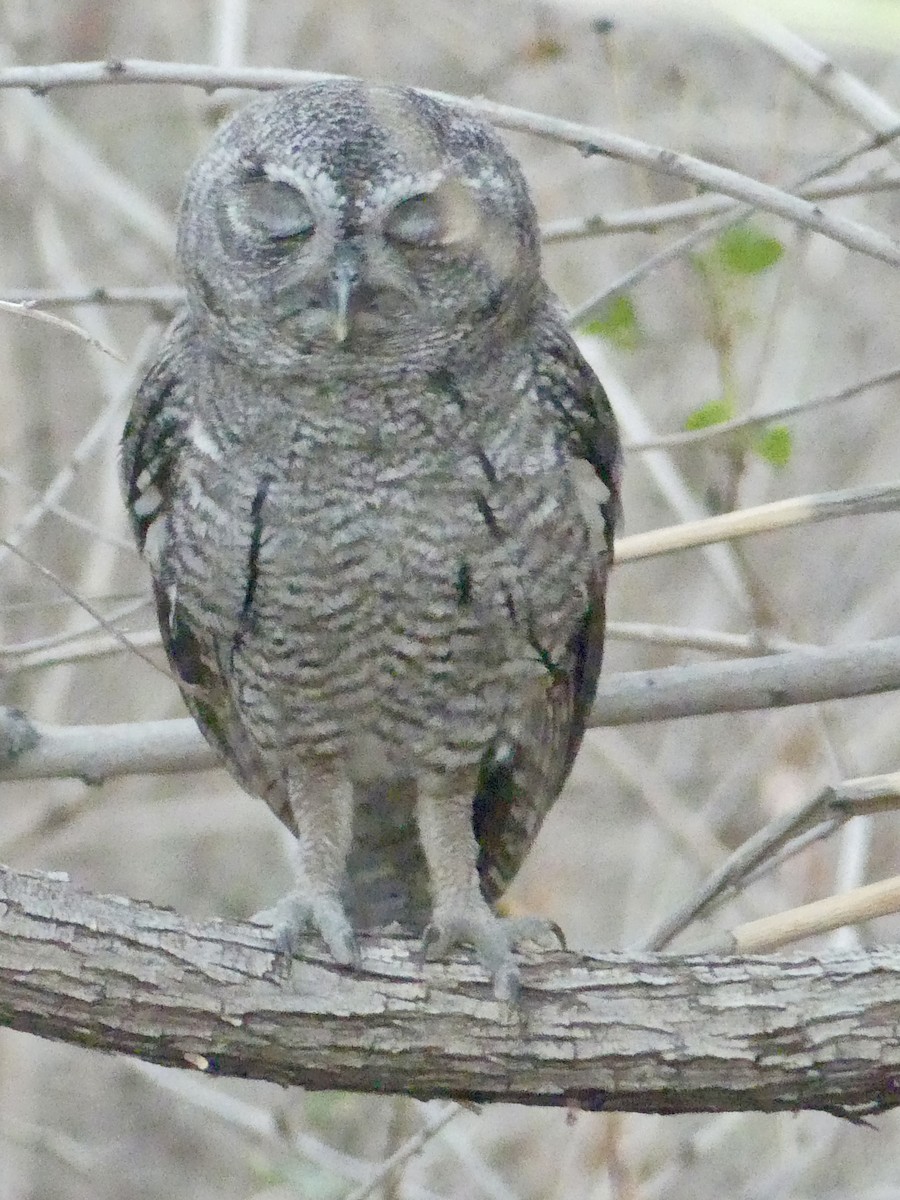 Western Screech-Owl - ML620879418