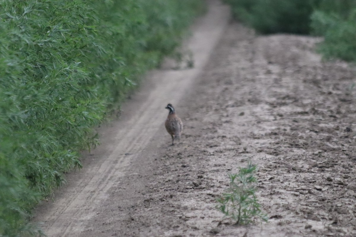 Northern Bobwhite - Justyn Foth