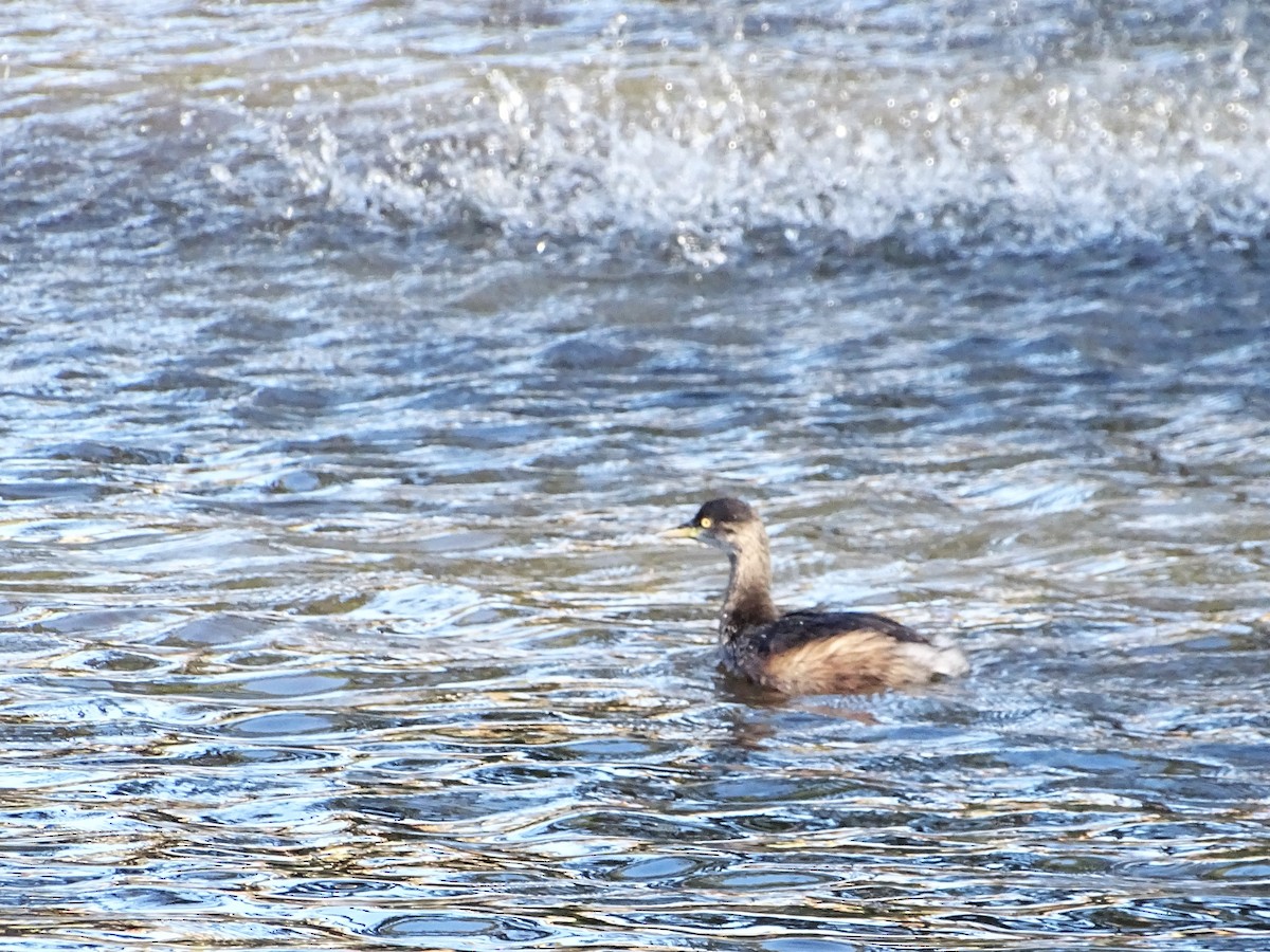 Australasian Grebe - ML620879424