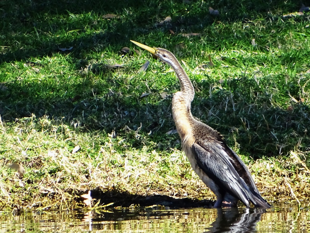 Anhinga d'Australie - ML620879427