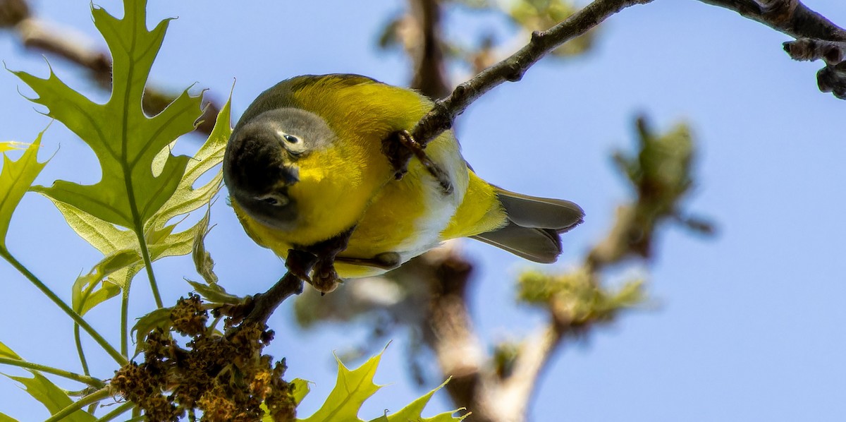 Nashville Warbler - ML620879429