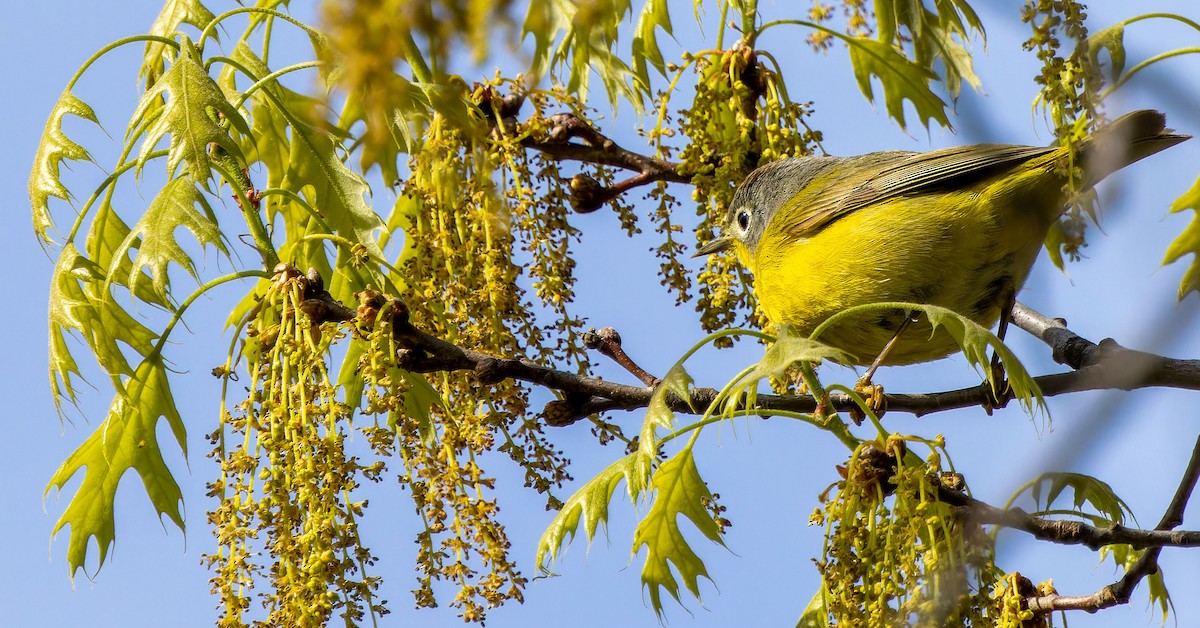 Nashville Warbler - ML620879432