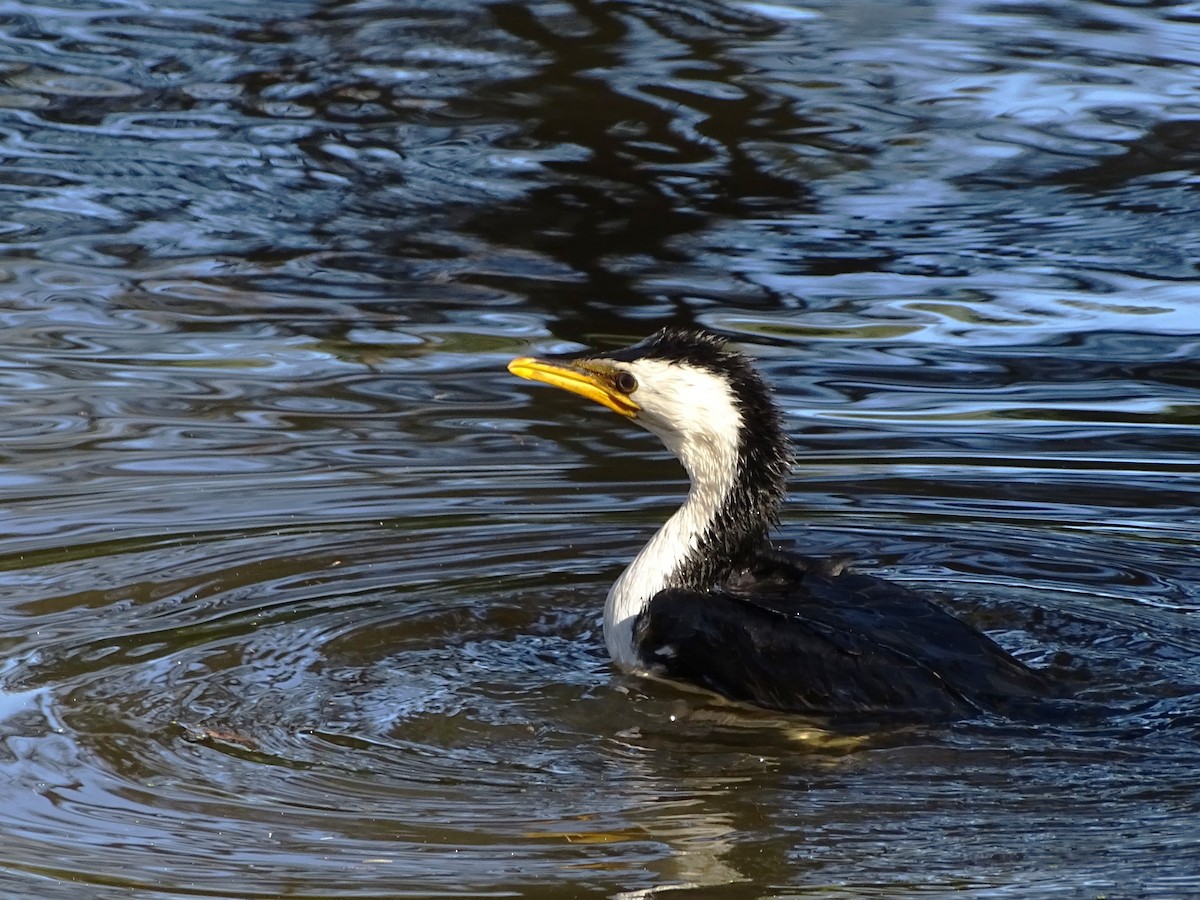 Little Pied Cormorant - ML620879435