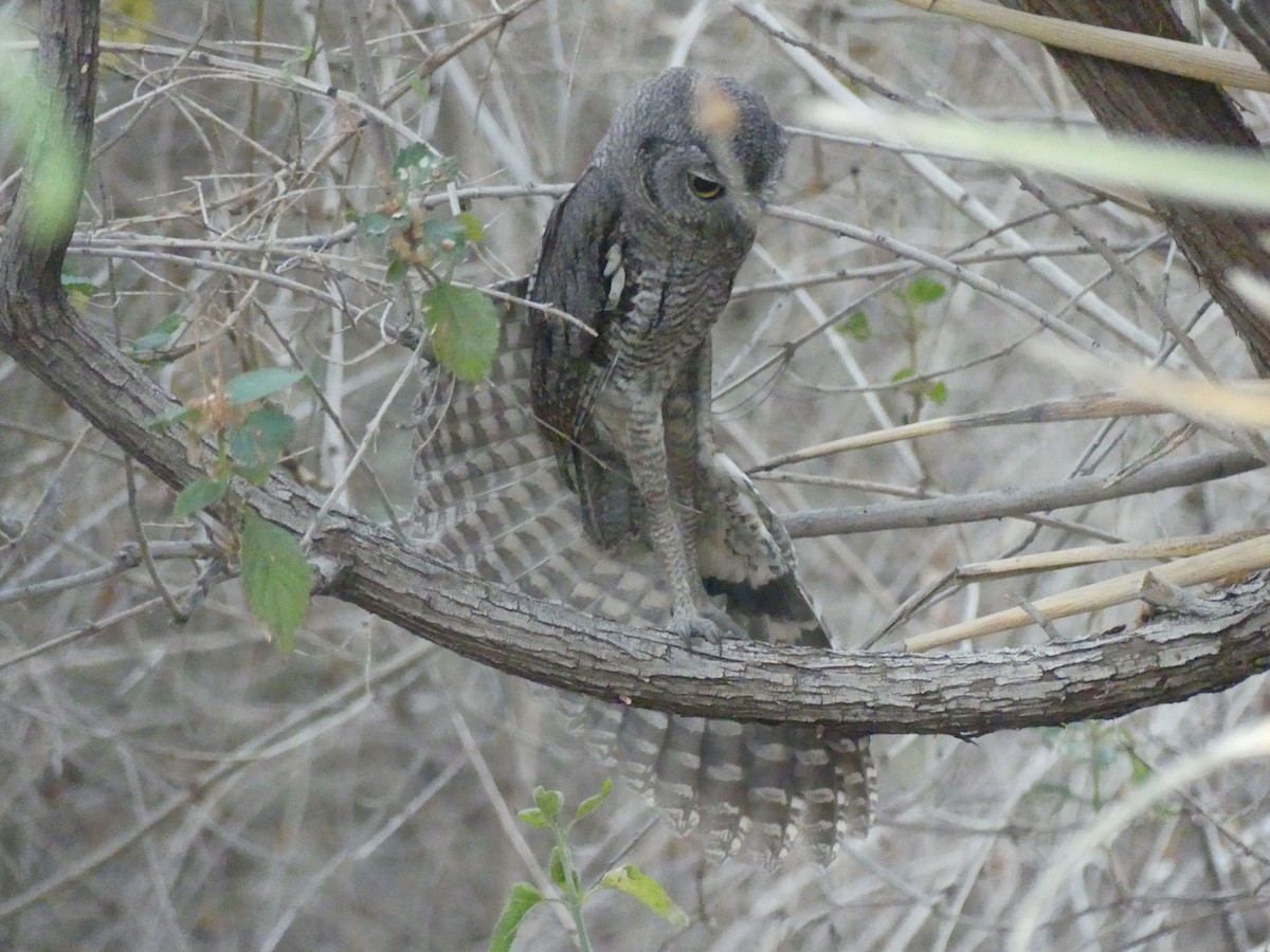 Western Screech-Owl - ML620879436