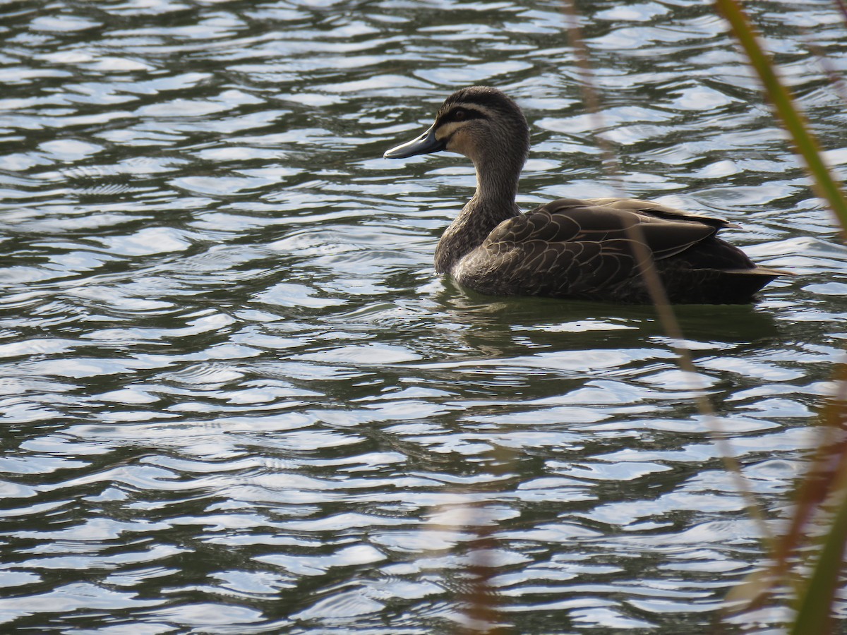 Canard à sourcils - ML620879438