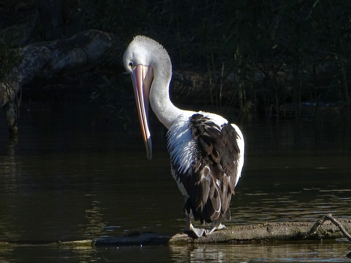 pelikán australský - ML620879439