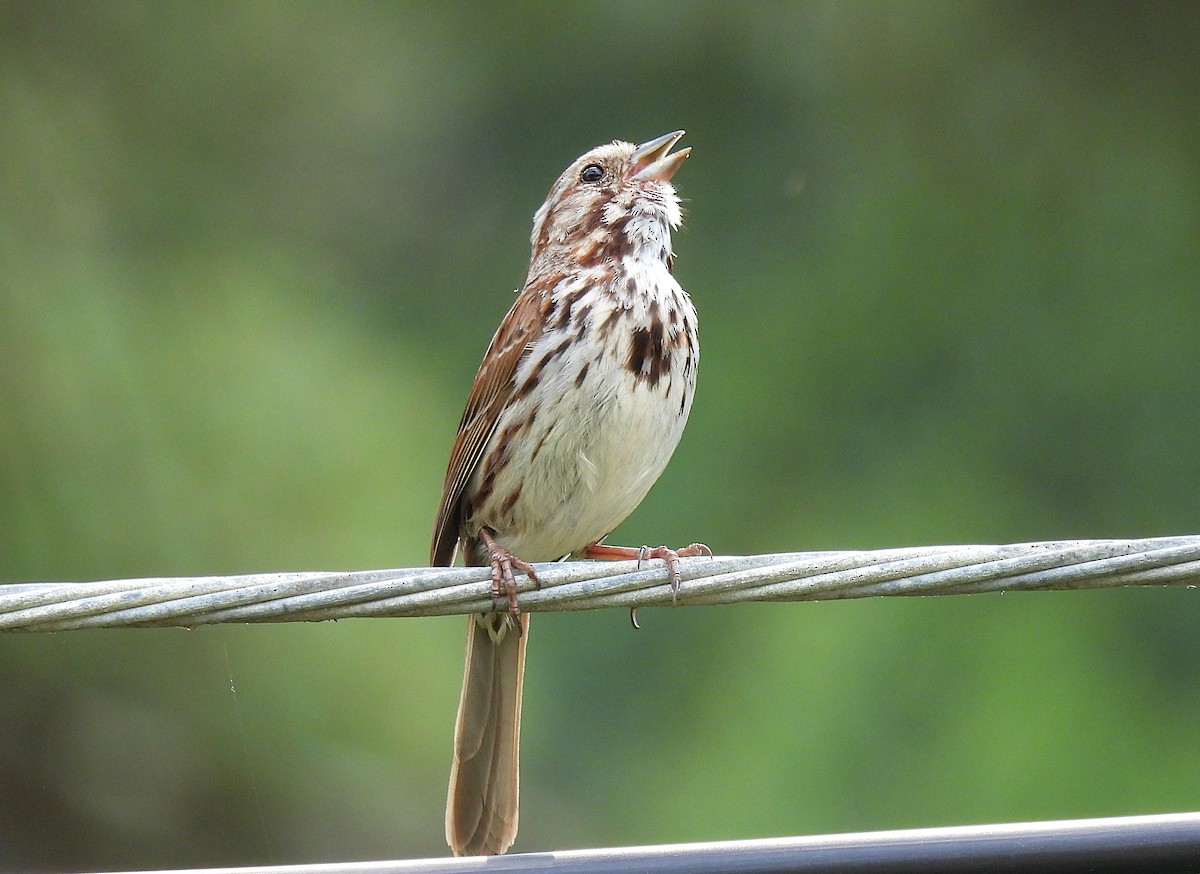 Song Sparrow - ML620879440