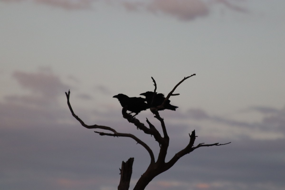 Chihuahuan Raven - ML620879441