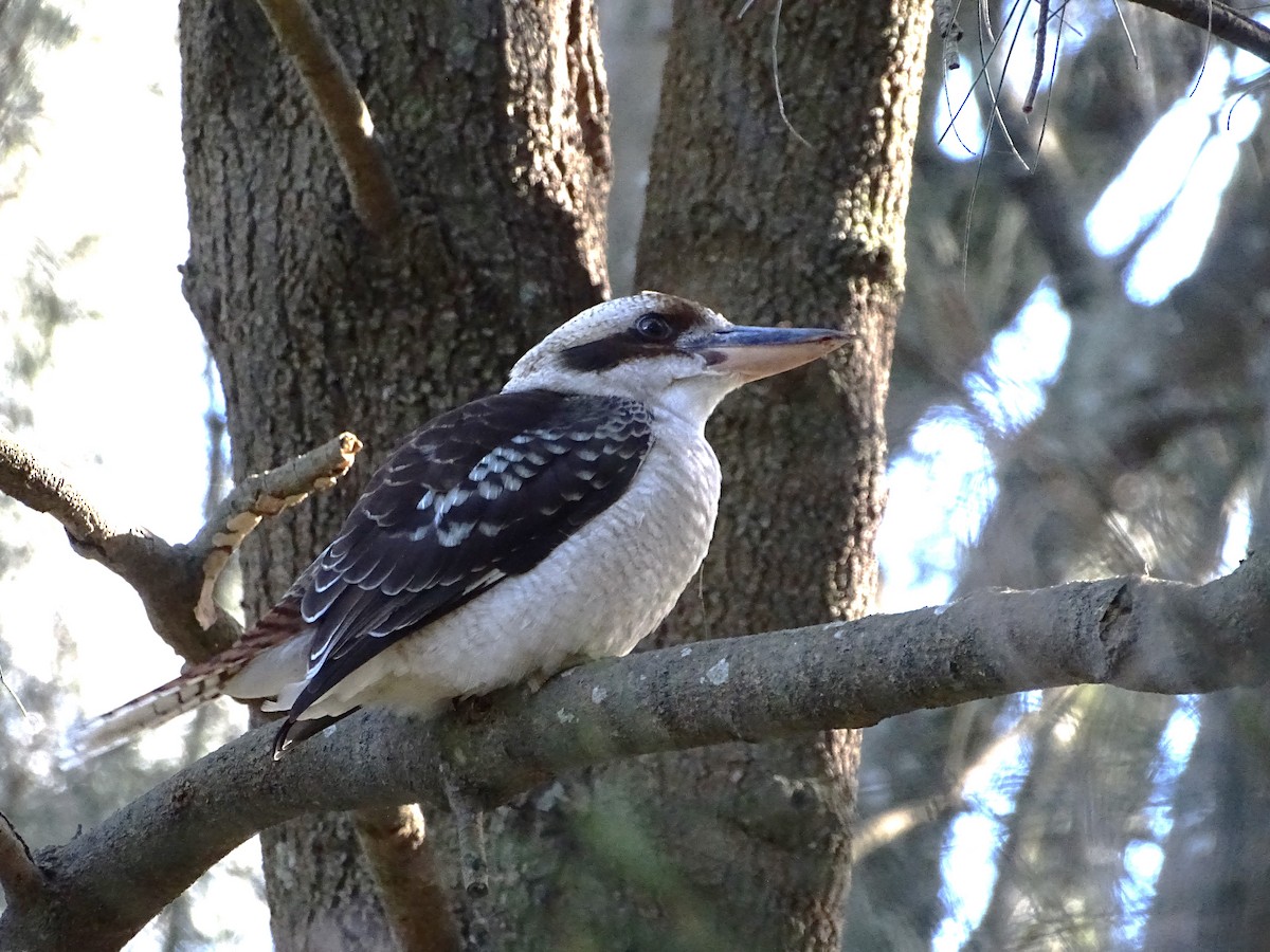 Laughing Kookaburra - ML620879447