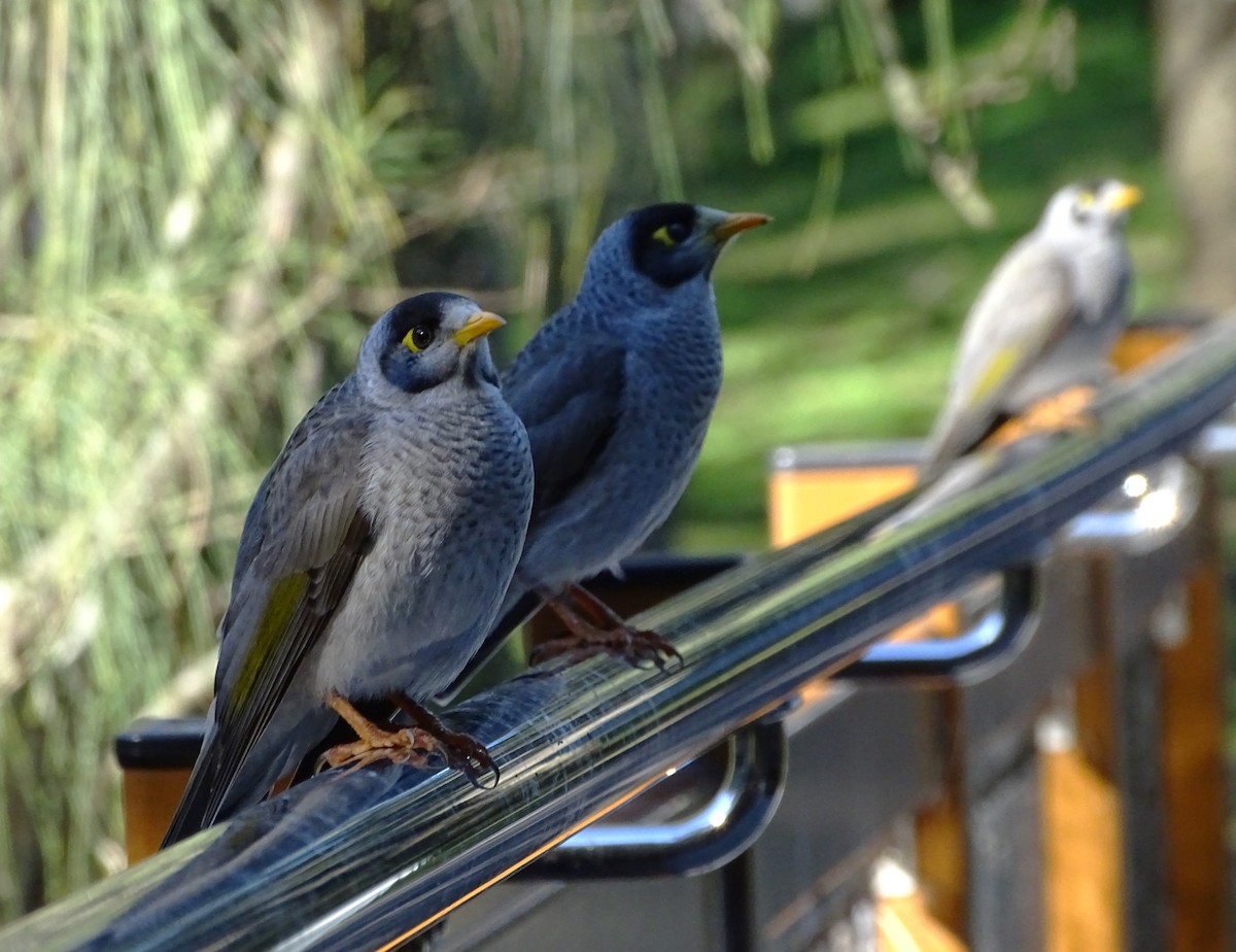 Noisy Miner - Richard Murray