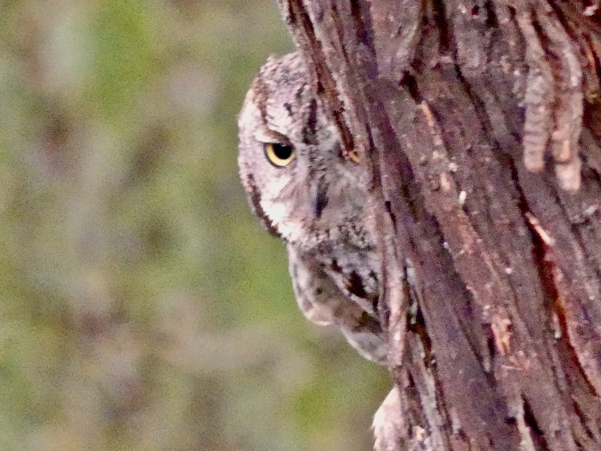 Western Screech-Owl - ML620879457