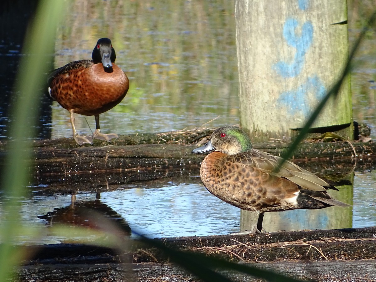 Chestnut Teal - ML620879458