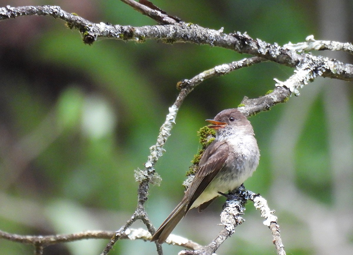 Eastern Phoebe - ML620879462