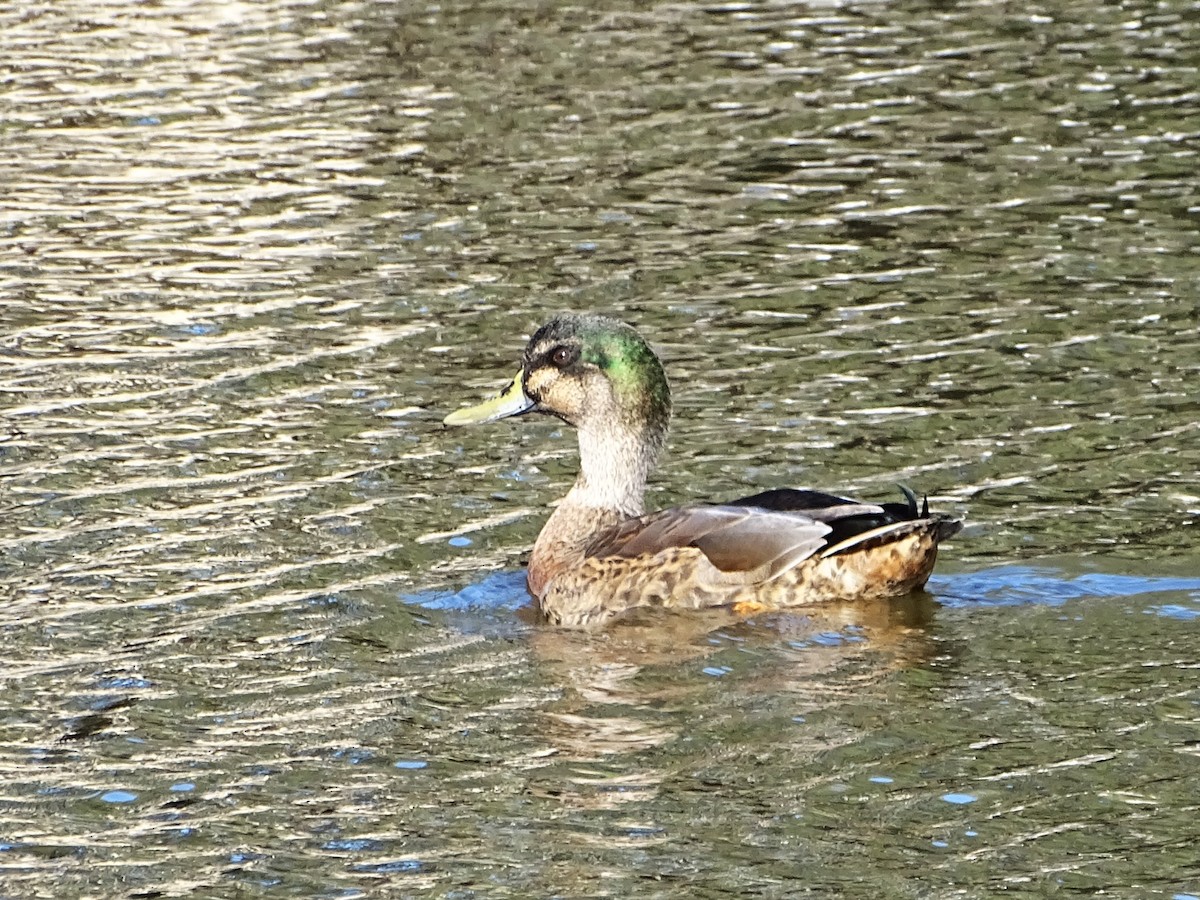 Mallard (Domestic type) - ML620879463