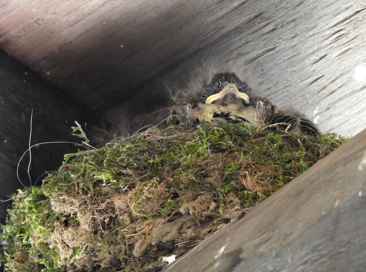 Eastern Phoebe - ML620879471