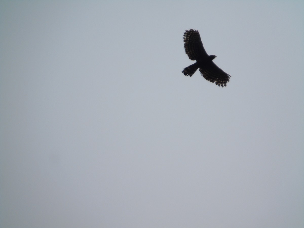 Águila Negra - ML620879478