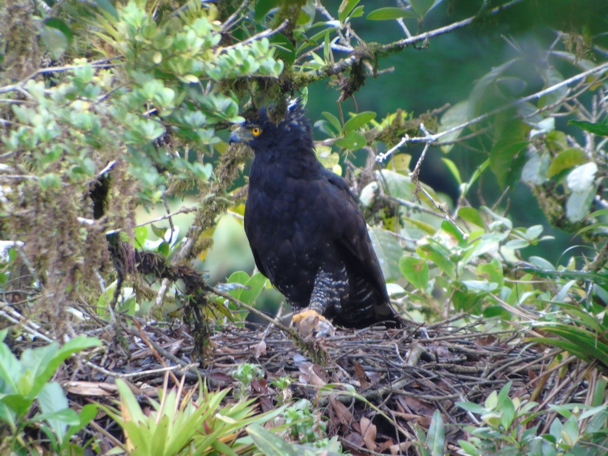 Águila Negra - ML620879480