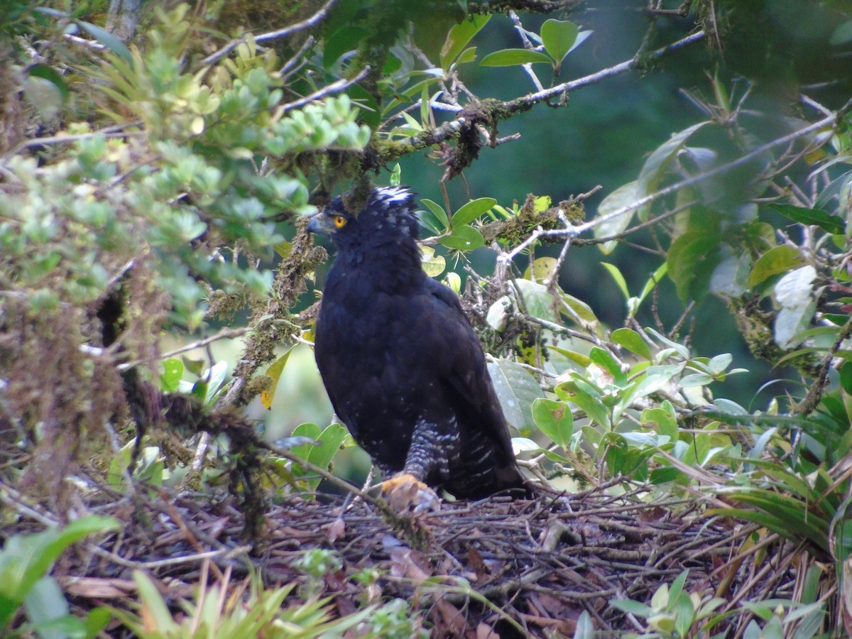 Águila Negra - ML620879481