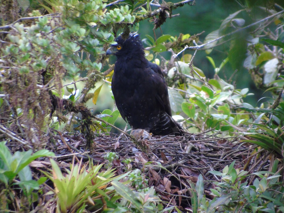 Águila Negra - ML620879482