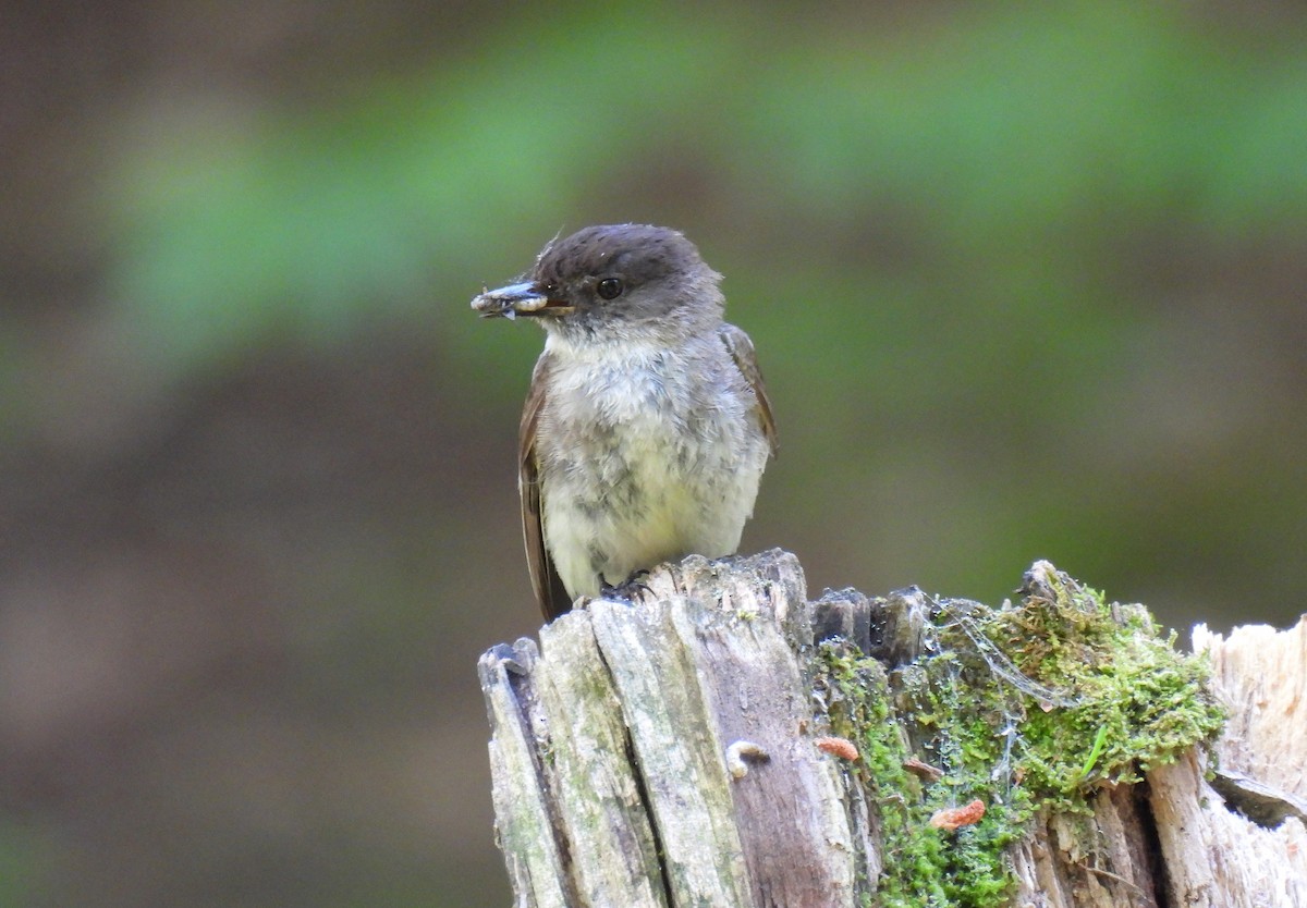 Eastern Phoebe - ML620879488