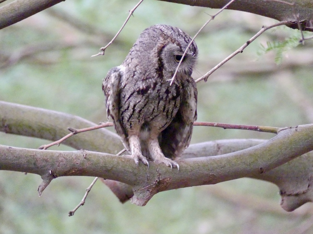 Western Screech-Owl - ML620879493