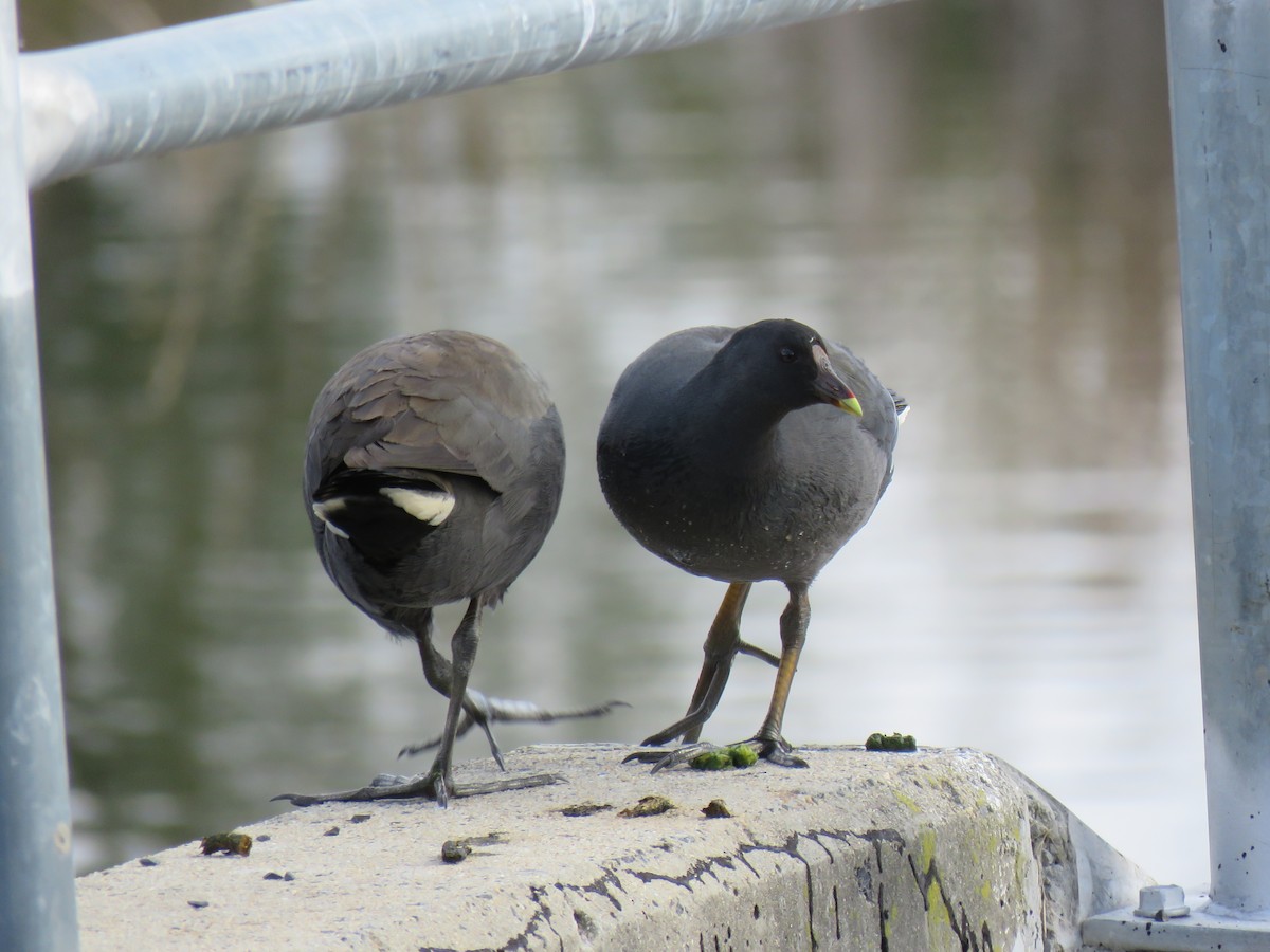 Dusky Moorhen - ML620879499