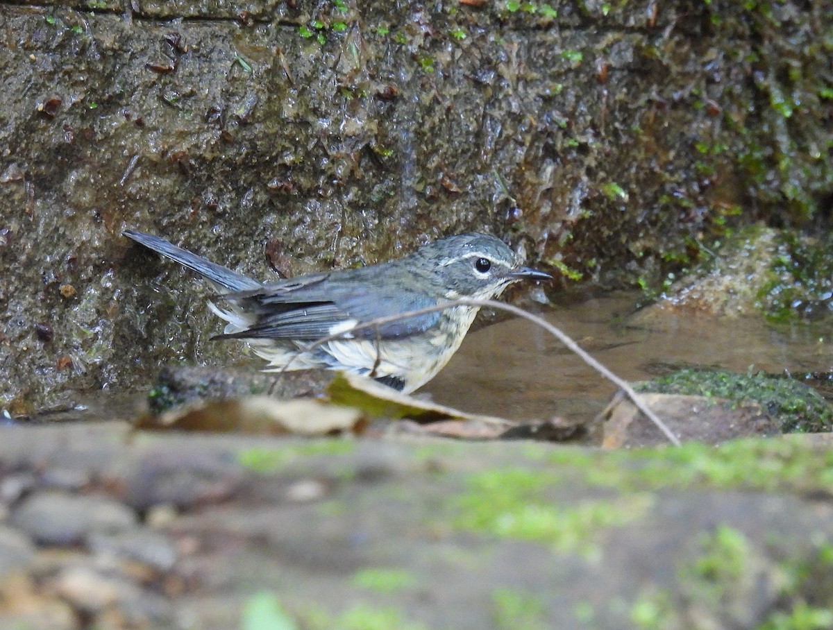 Black-throated Blue Warbler - ML620879500