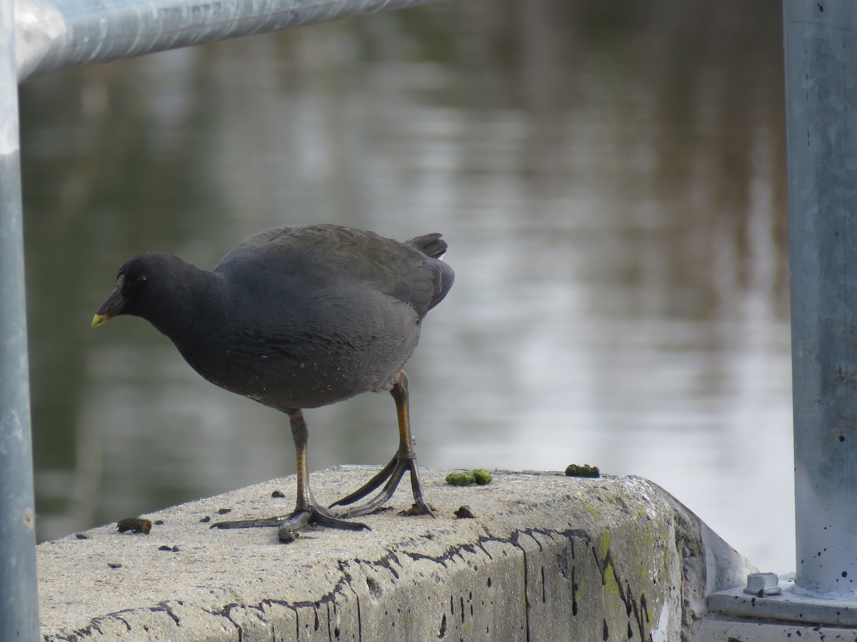 Gallinule sombre - ML620879501