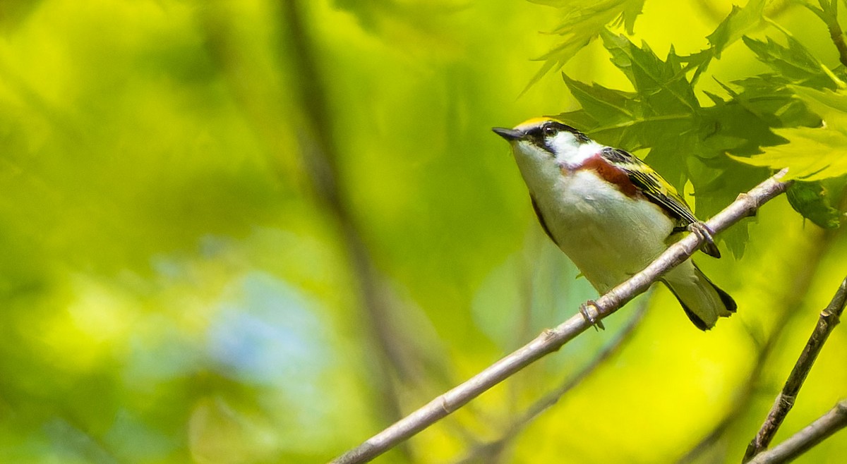 Chestnut-sided Warbler - ML620879502