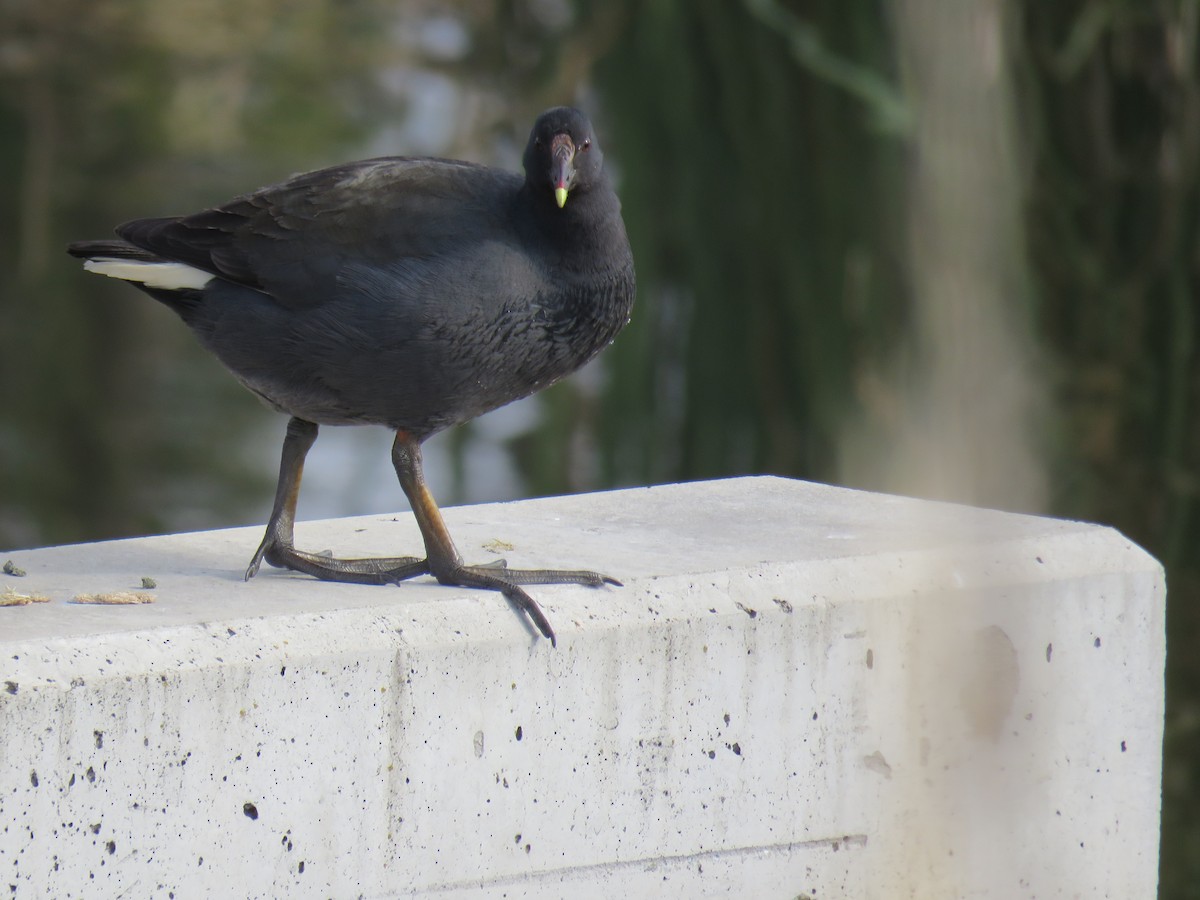 Dusky Moorhen - ML620879506