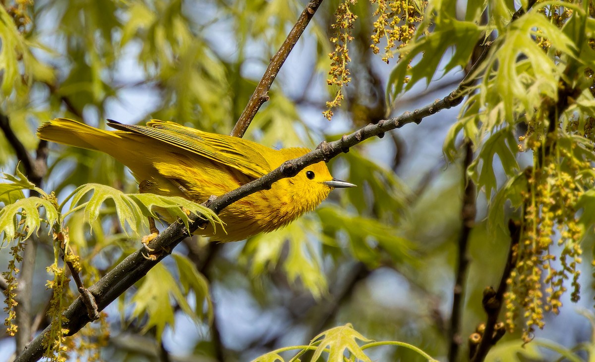 Yellow Warbler - ML620879516