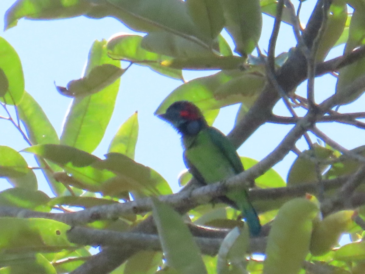 Kara Kulaklı Barbet - ML620879521