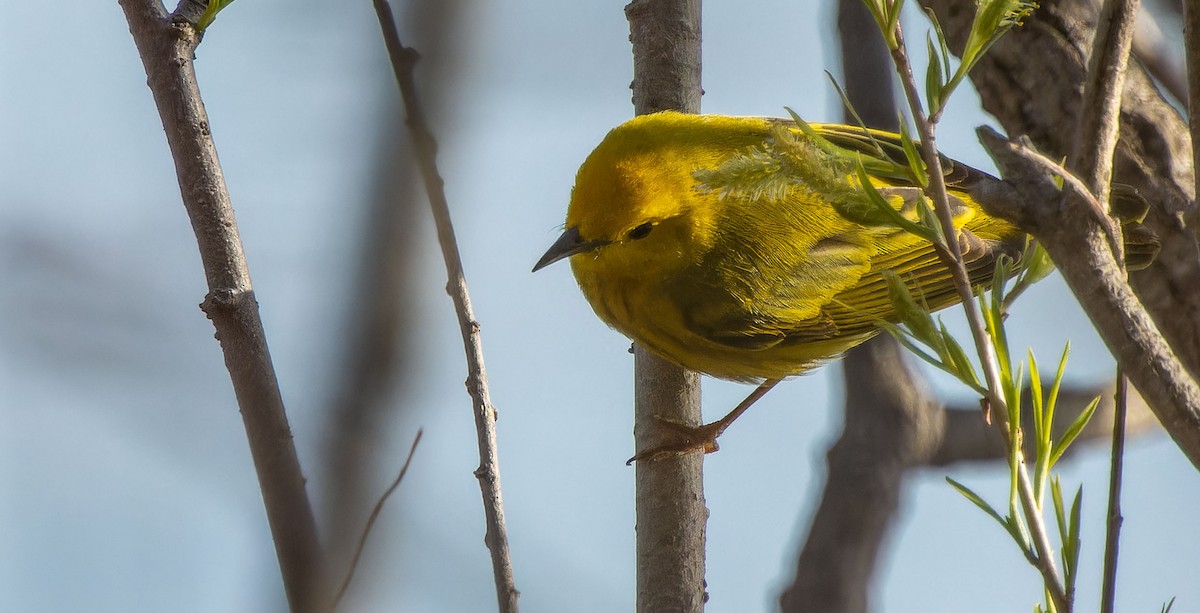 Yellow Warbler - ML620879523